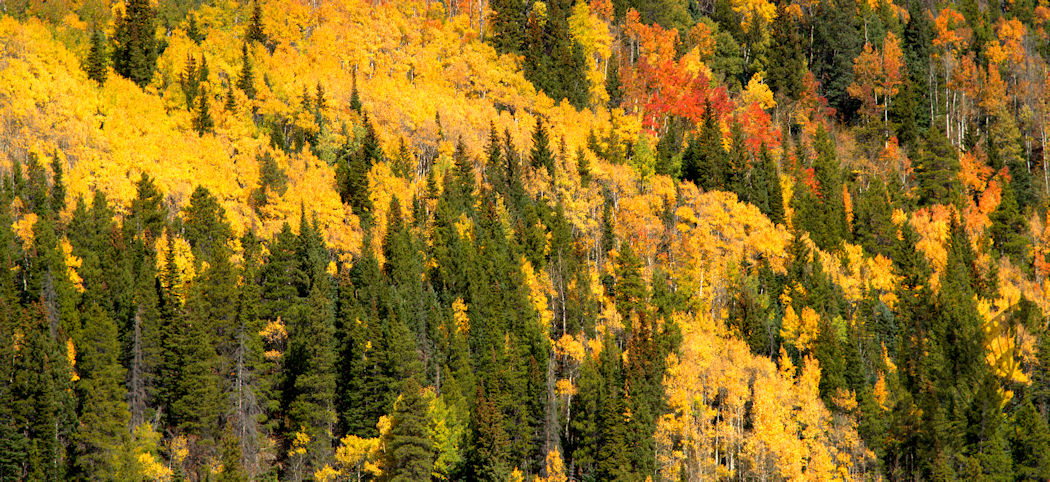 Colorado Mountainside
